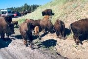 Wildlife Loop - buffalo jam